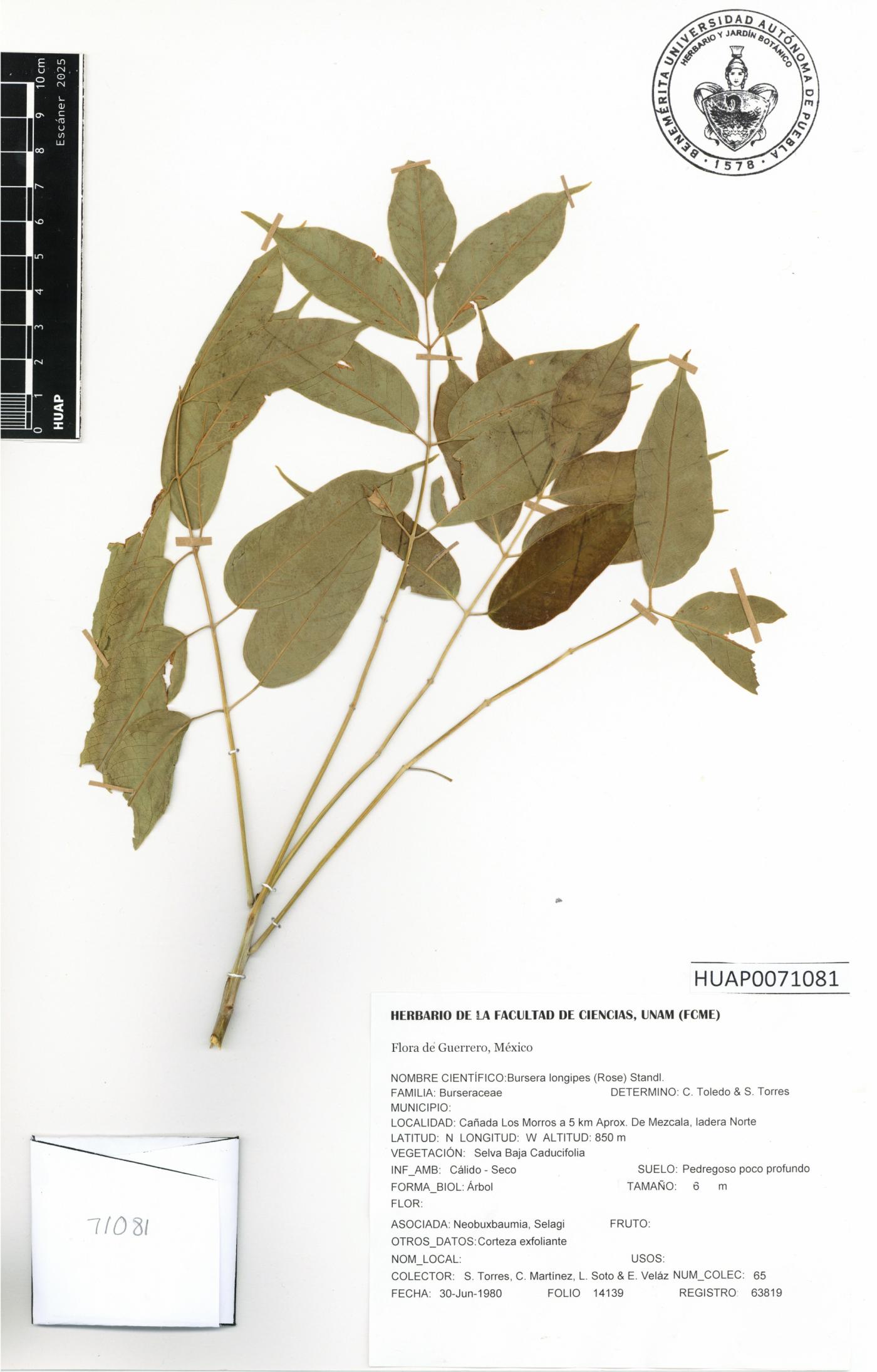 Bursera longipes image
